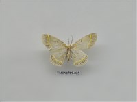 藏品(中國蛾類)的圖片